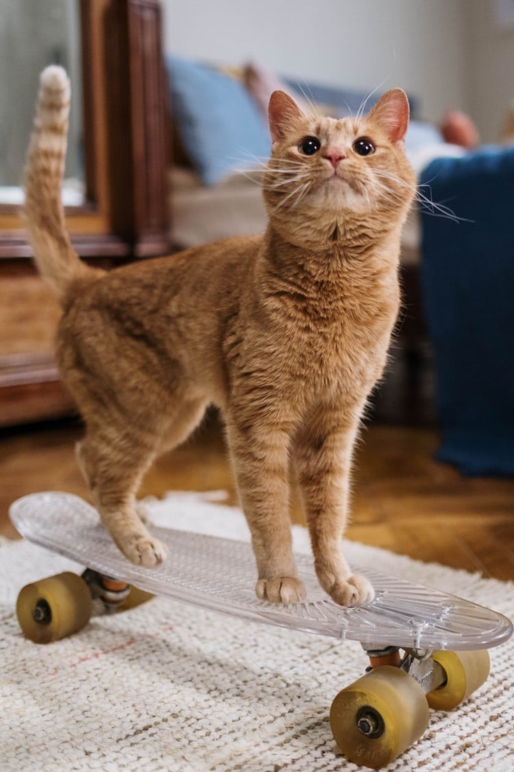 Cat on a skateboard - best cameras for pet photography