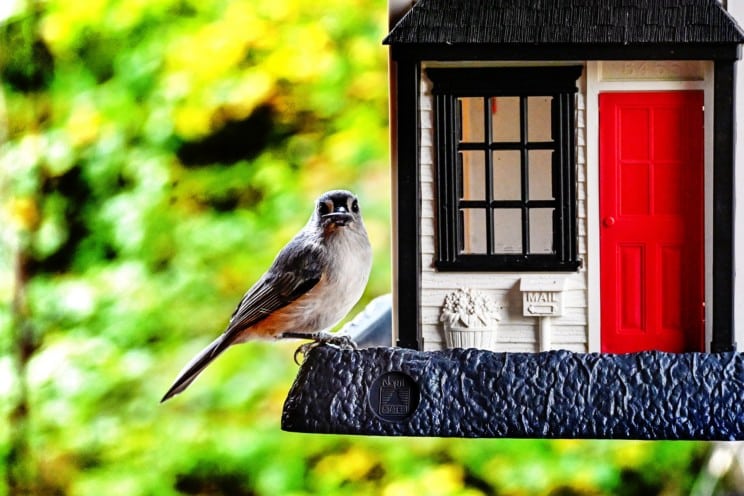 Best Wireless Birdhouse Cameras