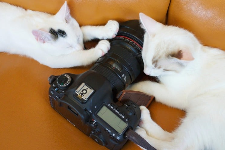What is the Best Lens for Cat Photos?